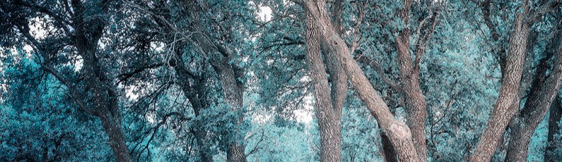 El amarillo era para las fiestas y el azul se comía, limón y&nbsp;laurel
