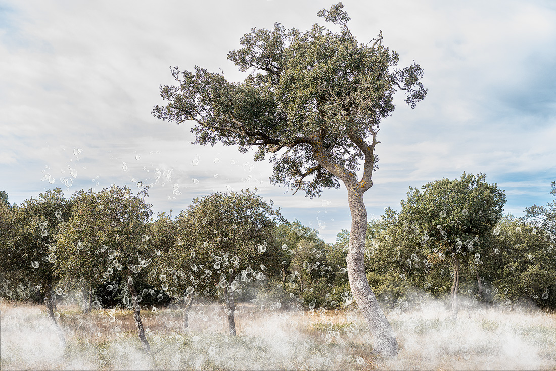 Encina solitaria en un paisaje de dehesa castellana bajo cielo nublado, con elementos esféricos translúcidos flotando alrededor de los árboles.